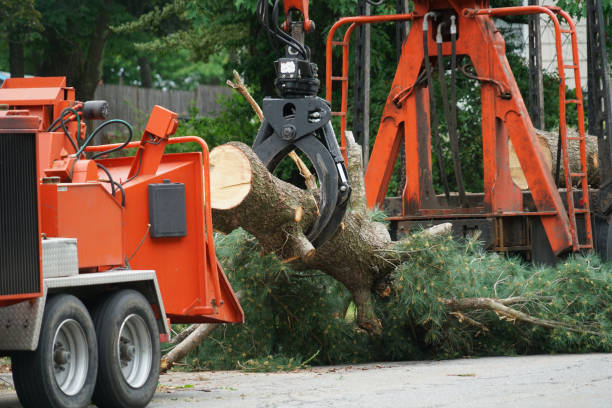 Best Seasonal Cleanup (Spring/Fall)  in Petersburg, IN