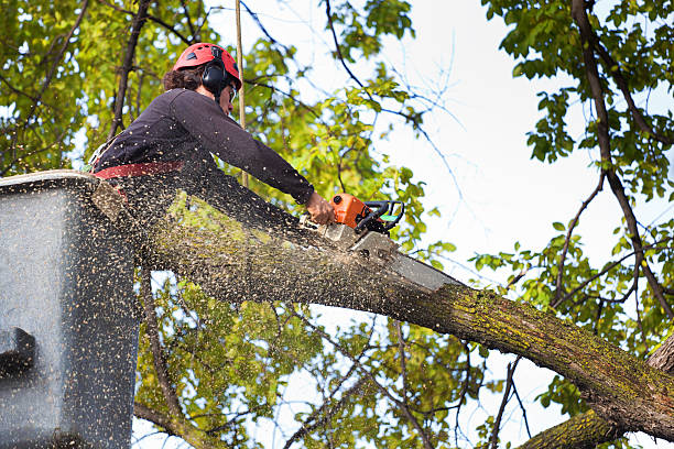 Best Lot and Land Clearing  in Petersburg, IN